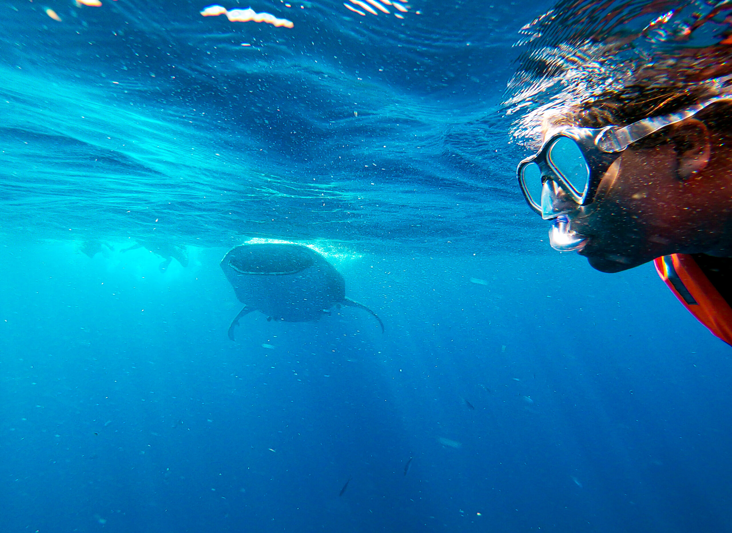 Swim With Whale Sharks Adventure - Isla Fun Tours